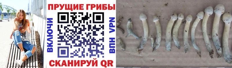 Галлюциногенные грибы Psilocybe  Верещагино 